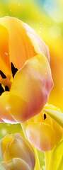 Фотопанно Divino Желтые тюльпаны (C-287)